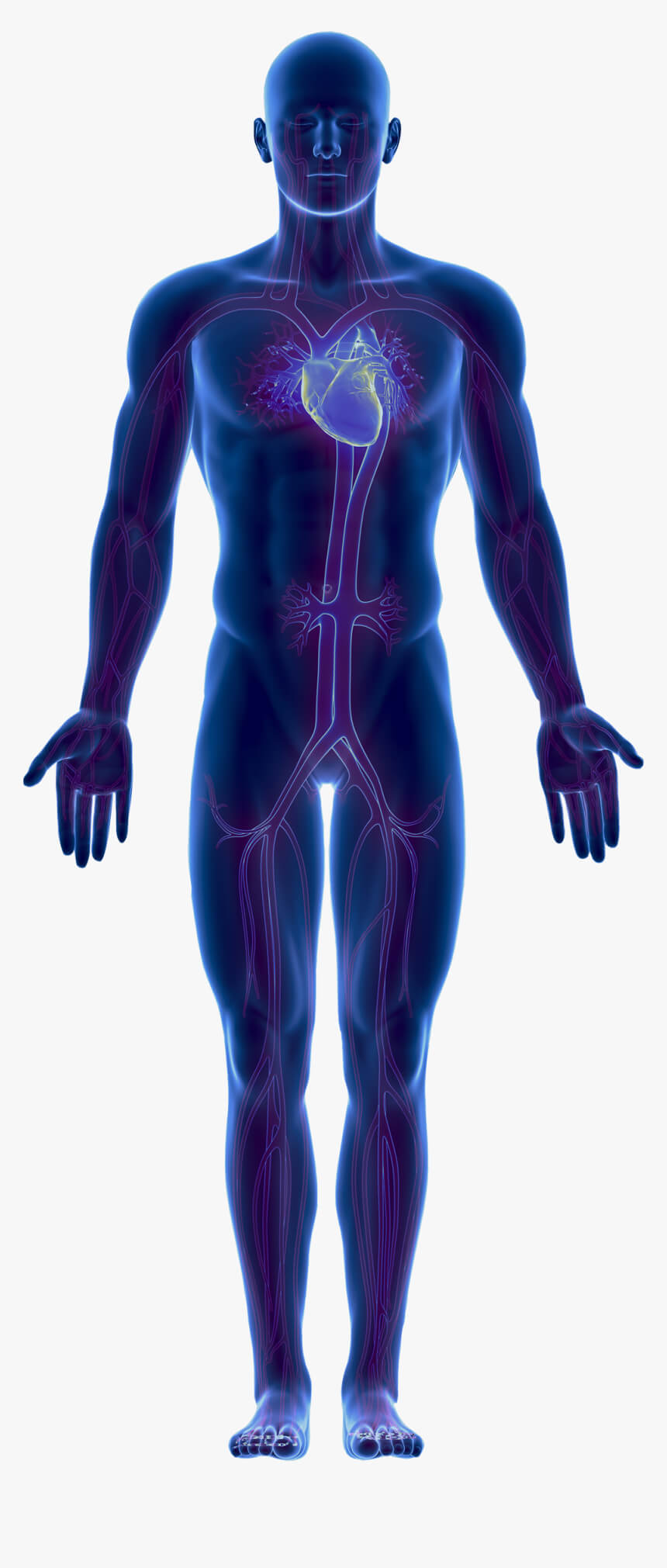 Diagram of the human body showing the areas treated at Airport Plaza Spine and Wellness